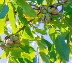 Naturpolc Diófa levél - gyomor erősítő -fertőtlenítő, bőrre is csodaszer - naturpolc - 3 100 Ft