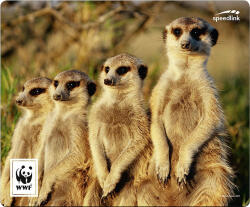 SPEEDLINK TERRA Többszínű (SL-620300-WWF5)