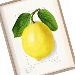 Konyha poszter Érett Citrom Vintage kép A3