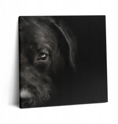 Wallfluent Vászonkép Canvas Dekoratív Étkezőbe Kisállat Labrador Kutya 60x60 cm (010030010270000276791)