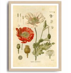  Poszter Mák Dekoráció Növény Virág Kép A3 (Plakat na ścianę)