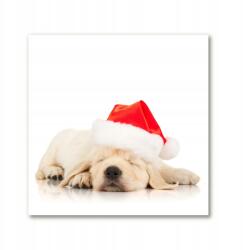 Tulup Vászonkép 50x50 Kiskutya Mikulás sapka Tél (ock-50x50-35497266)