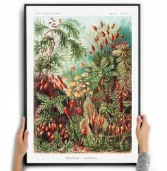 Poszter Botanikai kép Természet Ernst Haeckel A3