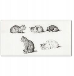 Coloray Vászon falikép Állatok macskák 100x50 cm (010030010010000018066)