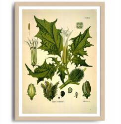  Poszter Fehérvár Dekoráció Növény Virág Kép A3