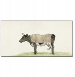 Coloray Fotó-vászon keretes vászonkép Állat tehén 100x50 cm (010030010010000018045)