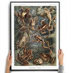  Poszter Vászonkép Békák, Kétéltűek Ernst Haeckel A3