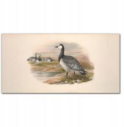 Coloray Vászonkép Madarak állatok bézs 100x50 cm (010030010010000016611)