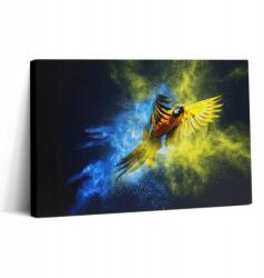 Wallfluent Vászonkép Canvas Edzőterem Fali Dekoráció Színes Papagáj 30x20 (010030010150000074952)