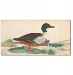 Coloray Fali vászonkép Madár rajz 100x50 (010030010010000016622)