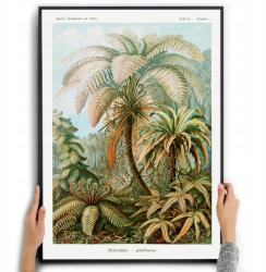  Poszter Vászonkép Dzsungel dekoráció Ernst Haeckel 50x70 (Obraz dżungla, palmy , natura 50x70)
