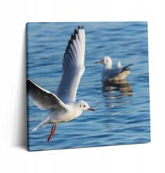 Wallfluent Fotótapéta Falra Étkezőbe Ökológiai Sirályok Gdyniában 60x60 cm (010030010270000075516)