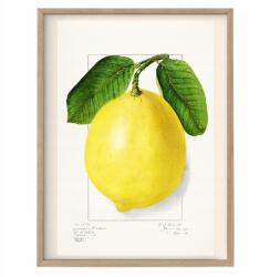  Konyha poszter Érett Citrom Vintage kép A3 (O7 Plakat do Kuchni Vintage A3)