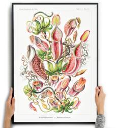  Poszter Vászonkép Tengeri Virágok Ernst Haeckel A3