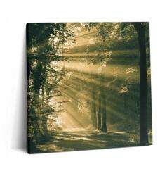 Wallfluent Canvas Vászonkép Grafika Étkezőbe Napsugarak az erdőben 60x60 (010030010270000074867)
