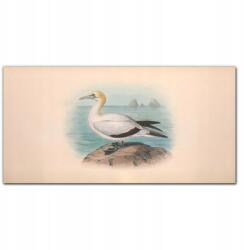 Coloray Vászonkép Madarak állatok rajz 100x50 cm (010030010010000016582)