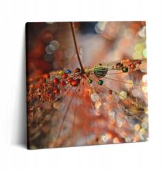 Wallfluent Vászon Falikép Nappaliba Vállra Pitypang És Rosa 60x60 cm (010030010270000074516)