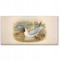 Coloray Vászonkép keretben Madarak állatok 100x50 (010030010010000016613)