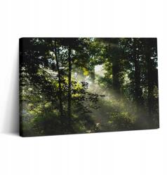 Wallfluent Fotó Vászonkép Edzőterembe Gyönyörű Nyomtatás Napsugarak és Fák 30x20 (010030010150000276821)
