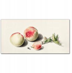 Coloray Vászon falikép Gyümölcsök őszibarack 100x50 cm (010030010010000018089)