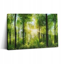 Wallfluent Vászonkép Gyors összeszerelés Irodába Természet Erdő Fák 30x20 cm (010030010150000007593)