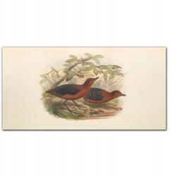 Coloray Vászonkép keretben Madarak állatok 100x50 (010030010010000016596)