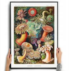  Ernst Haeckel Tengeri Lények poszter A3