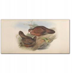 Coloray Vászonkép Madarak állatok bézs 100x50 cm (010030010010000016569)