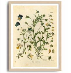  Poszter Ibolya Dekoráció Növény Virág Kép A3 (Plakat na ścianę)