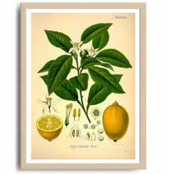  Konyha poszter Gyümölcs Citrom Vintage kép A3 (O13 Plakat do Kuchni Vintage A3)