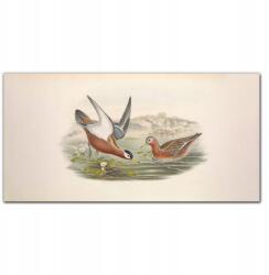 Coloray Vászonkép keretben Madarak állatok 100x50 (010030010010000016605)