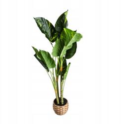 Homla Mesterséges Növény /B2B B2B/Difenbachia Difenbachia Homla (237258)