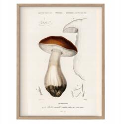  Vintage poszter Vargánya Nemes Retro gombák A3 (R5 Plakat Vintage do kuchni A3)