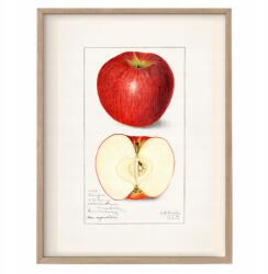  Konyhai poszter Vintage kép Piros Alma A3 (Plakat do Kuchni Vintage A3)