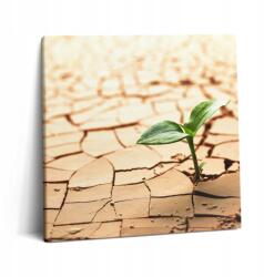 Wallfluent Vászonkép Canvas Nappaliba Kortárs Növény Száraz Föld 60x60 (010030010270000075299)
