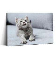 Wallfluent Fotó-Vászonkép Canvas Gyönyörű Konyha Bájos Kis Cica A Kanapéban (010030010150000075336)
