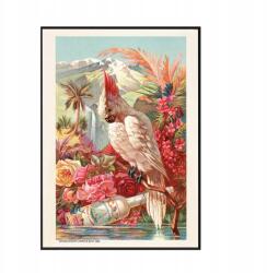  Poszter Florida papagáj Viktoriánus kor A3 (Plakat Podróżniczy Podróże Vintage)