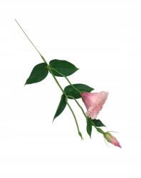 Wera Eustoma ág 48 cm rózsaszín (SUN357#2913)