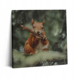 Wallfluent Fotó Vászonkép Canvas Fa Kerettel Étkezőbe Mókus Vad Természet 60x60 (010030010270000075393)