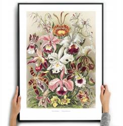  Poszter Vászonkép Orchideák Ernst Haeckel Virágok A3 (Obraz vintage Retro prezent 33)