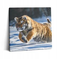 Wallfluent Fotó Vászonkép Canvas Prémium Pihe-puha Tigris a hóban 60x60 cm (010030010270000074598)
