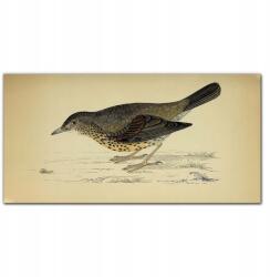 Coloray Fali vászonkép Madár rajz 100x50 (010030010010000016629)