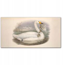 Coloray Vászonkép Madarak állatok bézs 100x50 cm (010030010010000016606)