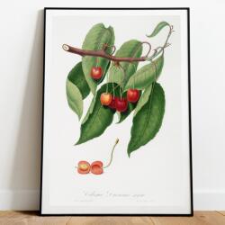 Étkező poszter Cseresznye Illusztráció Gyümölcsök Kép A3 (Plakat do kuchni WIŚNIA)
