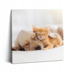 Wallfluent Fotó Vászonkép Canvas Vállon Az Irodába Alvó Állatok Macska és Kutya 60x60 cm (010030010270000075339)