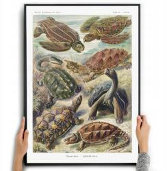  Poszter Vászonkép Teknősök Dekoráció Ernst Haeckel A3