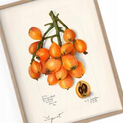  Konyhai poszter Japán Vintage A3