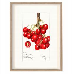 Poszter a konyhába Cseresznye Ág Vintage kép A3 (O8 Plakat do Kuchni Vintage A3)