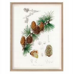  Vintage poszter a konyhába Szibériai Vörösfenyő A3 (R14 Plakat Drzewo Iglaste Vintage A3)