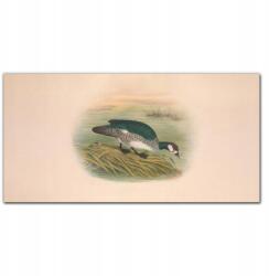 Coloray Fali vászonkép Madár rajz 100x50 (010030010010000016592)